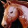 ability_mount_ridinghorse.jpg